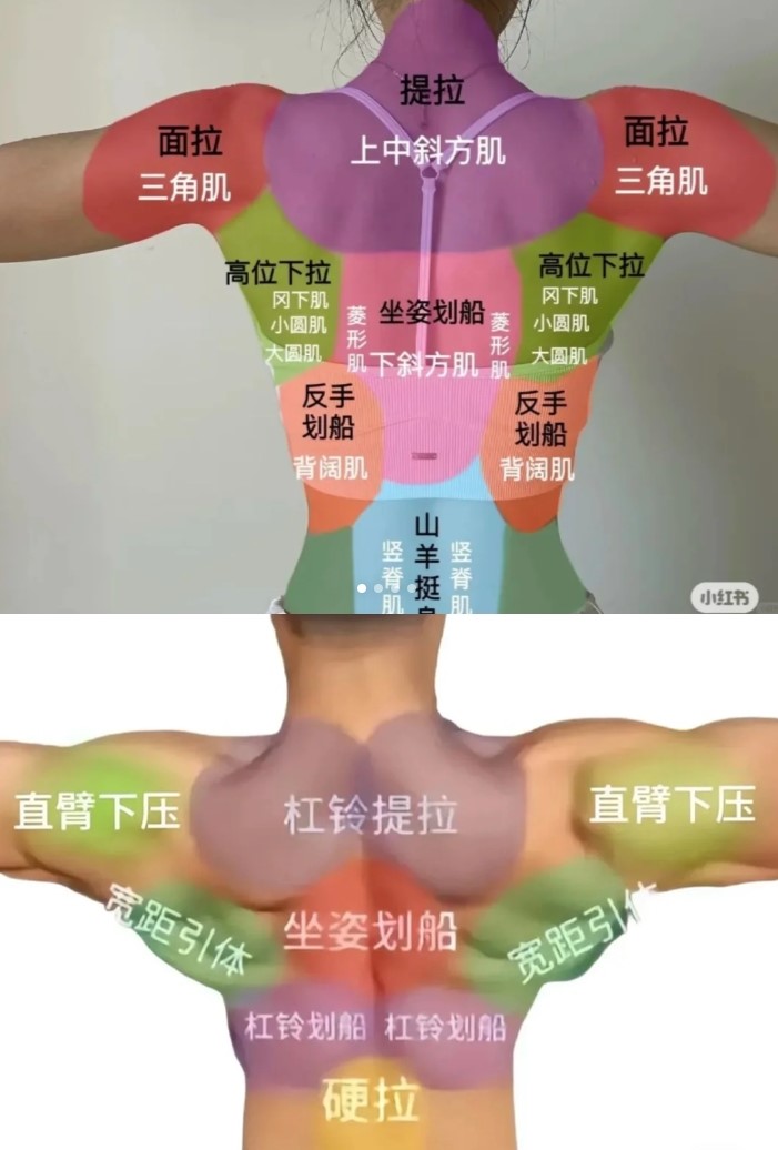 背部.jpg