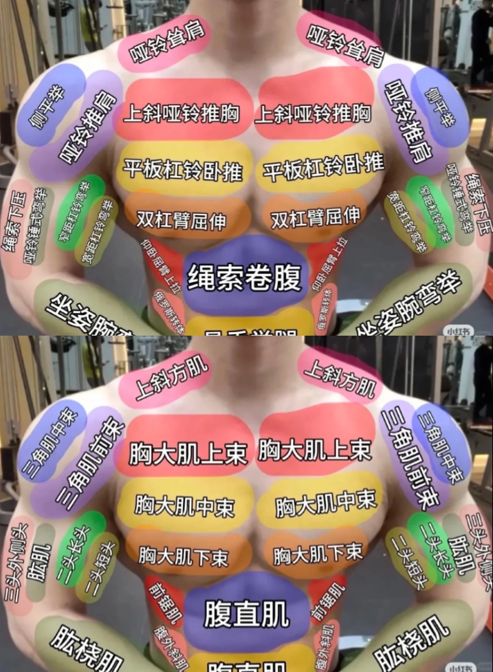胸部.jpg